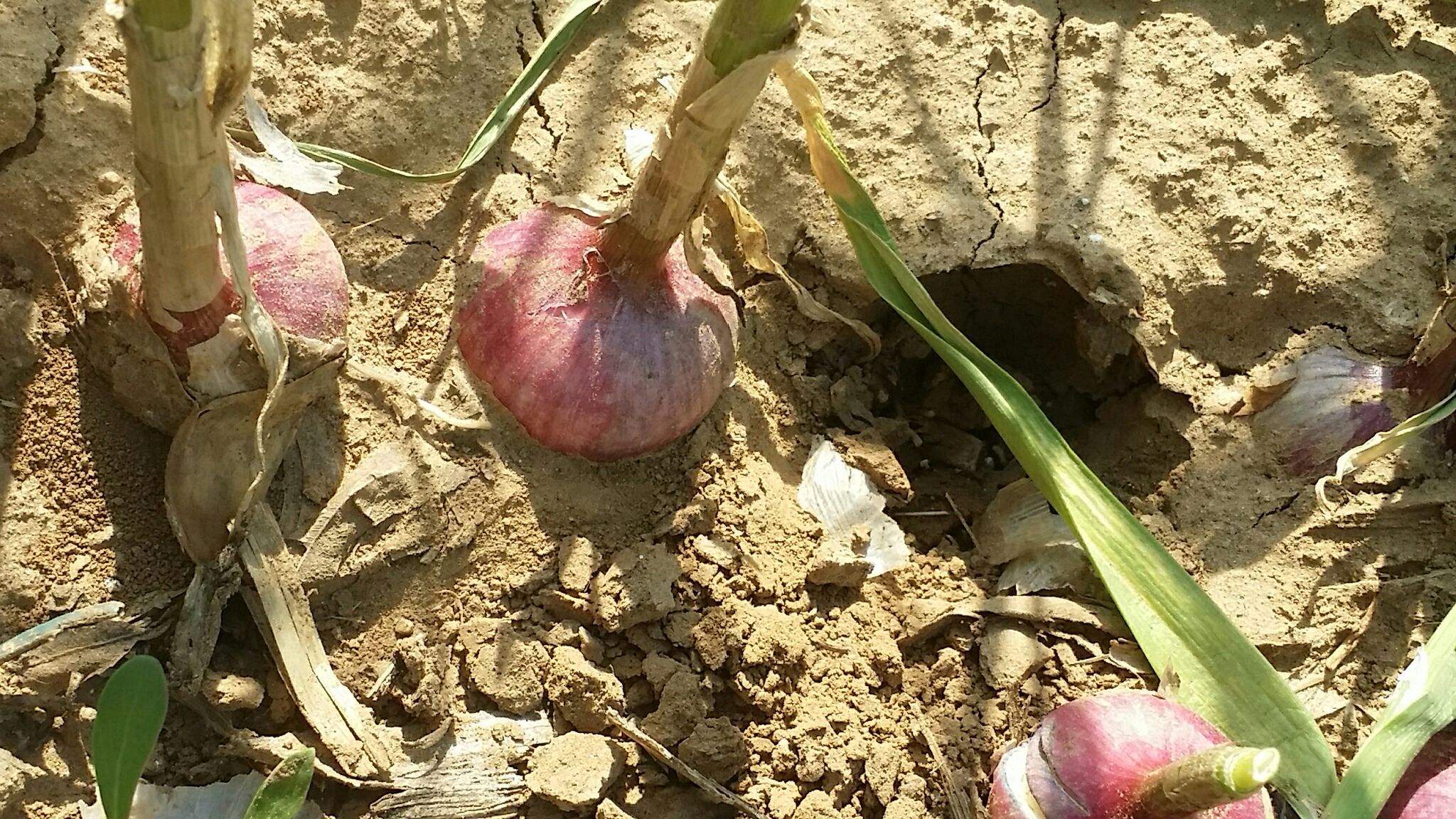 一株完整的野蒜植株,展示其细长的绿色叶片、紫色基部茎秆以及地下膨大的紫红色鳞茎,背景为湿润的山地土壤,阳光斜照,突出其自然生长环境 野蒜植株特写
