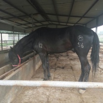 阿拉伯马300~400kg