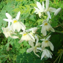 辣木茶特级
