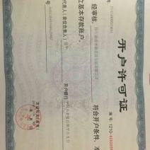 桑树苗50cm