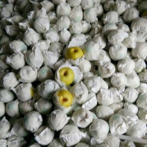 雪花梨400~450g纸加膜