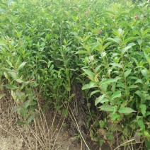 红王子锦带花苗50~80cm包指导包技术包成活