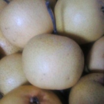 酥梨60~100g纸箱