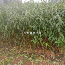 黄桃树苗70~80cm