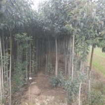 大叶女贞4cm以下