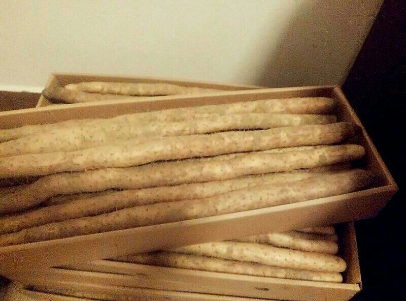 包装精美的正宗淮山药礼盒