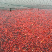 锦鲤