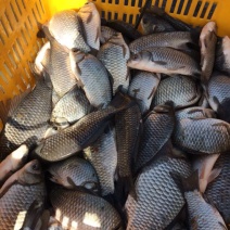 白鲫