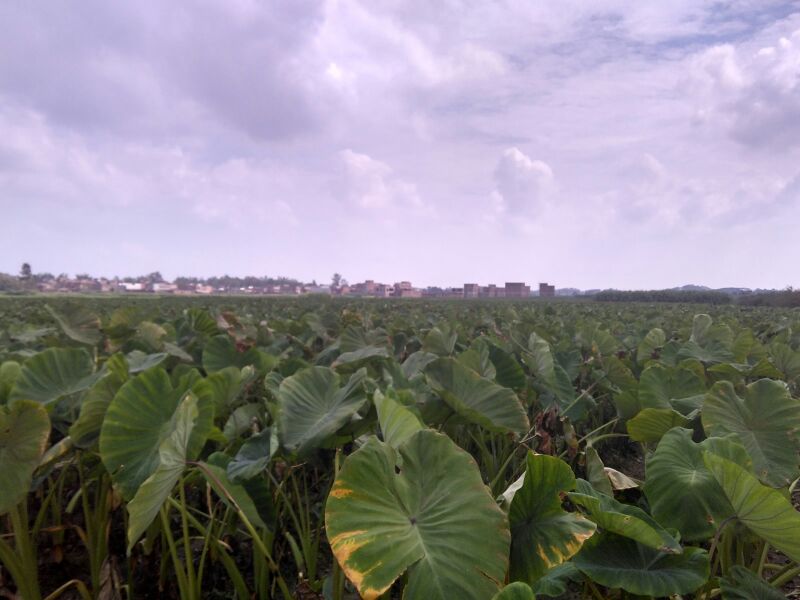 描绘古代官员将荔浦芋头装箱进贡的场景,背景为古代宫殿与马车,展现历史风貌 古代进贡场景