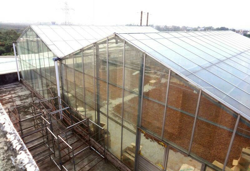 龙眼加工生产线