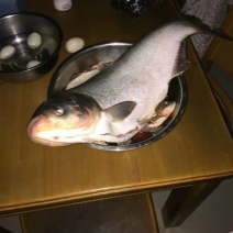 鲢鱼食用活鱼