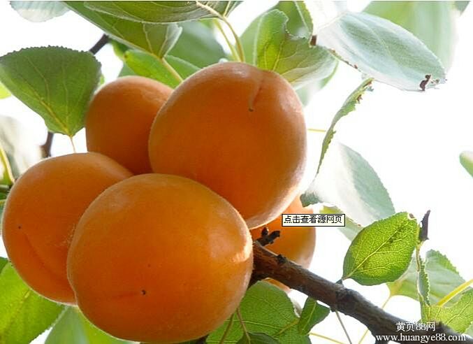 现代农业种植基地：未来农业的新篇章