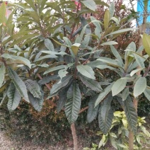 枇杷树111~140cm