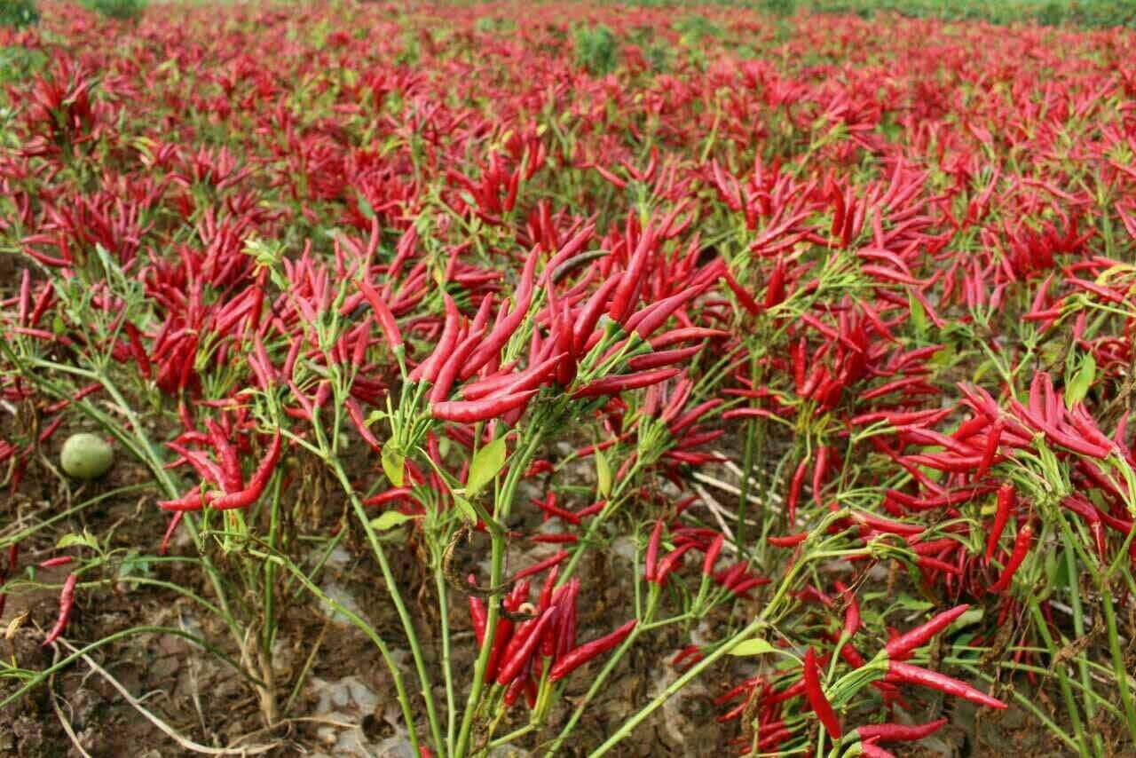 三樱椒的植株与果实特写