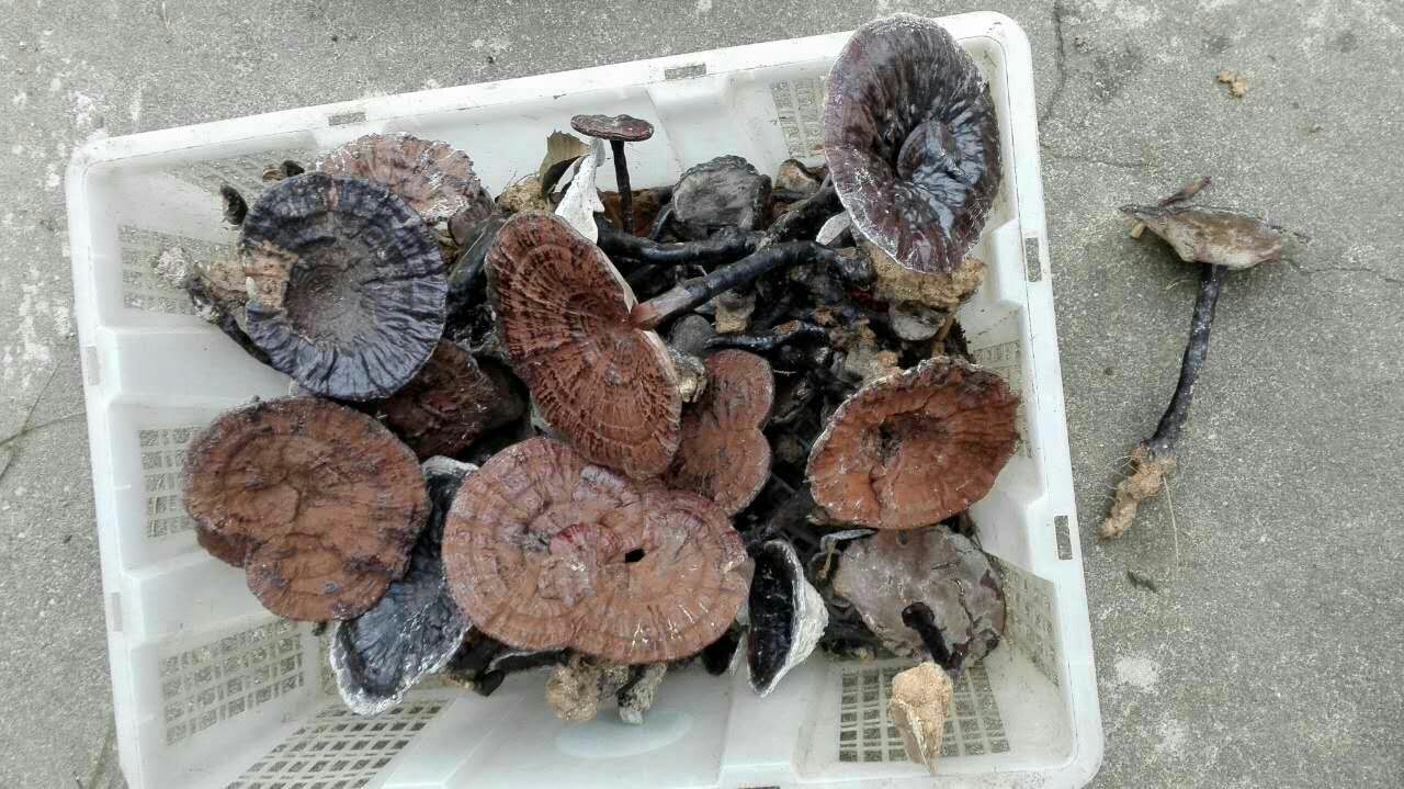信息图表展示五指山黑灵芝从林间采收到成品包装的全过程:包括人工采摘、去柄分级、低温烘干(温度控制在45±2℃)、紫外线灭菌、破壁处理、真空封装等六个步骤,配有时间节点与技术参数标注 五指山黑灵芝采收与初加工流程图示