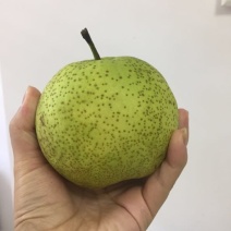 丰水梨