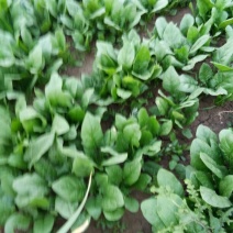 大叶菠菜30~35厘米