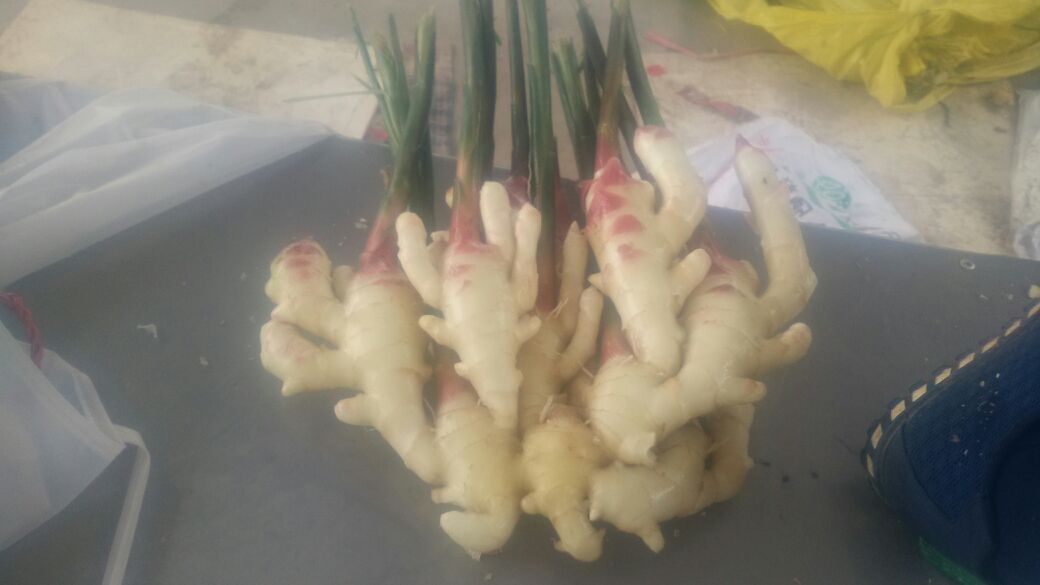 面姜特写图片,展示其薄片状结构和自然色泽 面姜特写图片