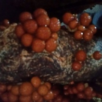 滑子菇鲜品