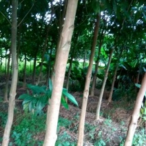 美丽异木棉3.5~4m12~14cm