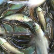 丁桂鱼10cm以下