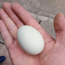 绿壳鸡蛋食用50g以下