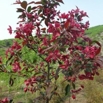核桃树2~4cm4cm以下0.5~1米