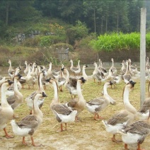 鹅苗250g以上
