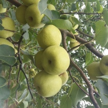 砀山梨200~250g光果