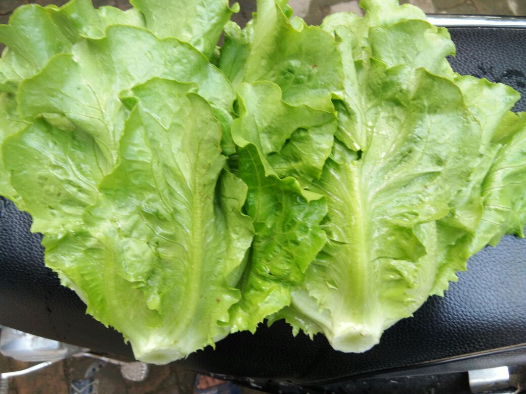 左侧为散叶生菜,叶片松散、颜色鲜绿,呈放射状分布;右侧为结球生菜,外形圆整,叶片紧密包裹形成菜球,整体呈浅绿色,表面光滑有光泽 散叶生菜与结球生菜对比图