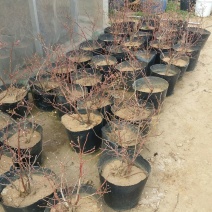 蓝莓6~8mm以上
