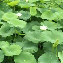 藕粉