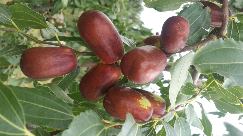 一簇成熟的羊枣果实挂在枝头,果实呈深红色,略带弯曲,表面有自然光泽和细小纹路,背景为绿色树叶,光线柔和,突出果实的自然生态状态 羊枣果实特写