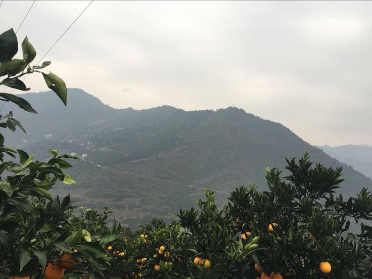 巴东脐橙果园航拍图