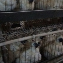 白凤乌鸡苗500克以上脱温苗