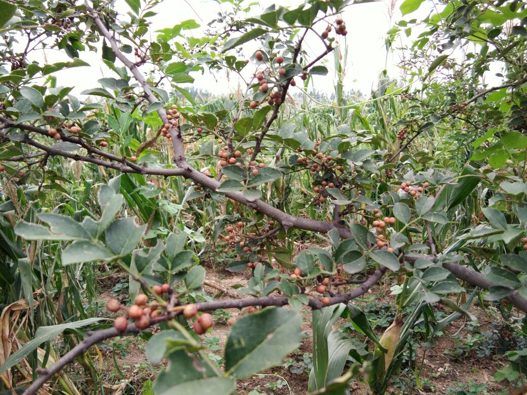 小米椒田间种植图