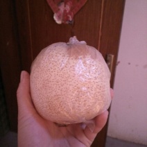 砀山梨300~350g膜袋