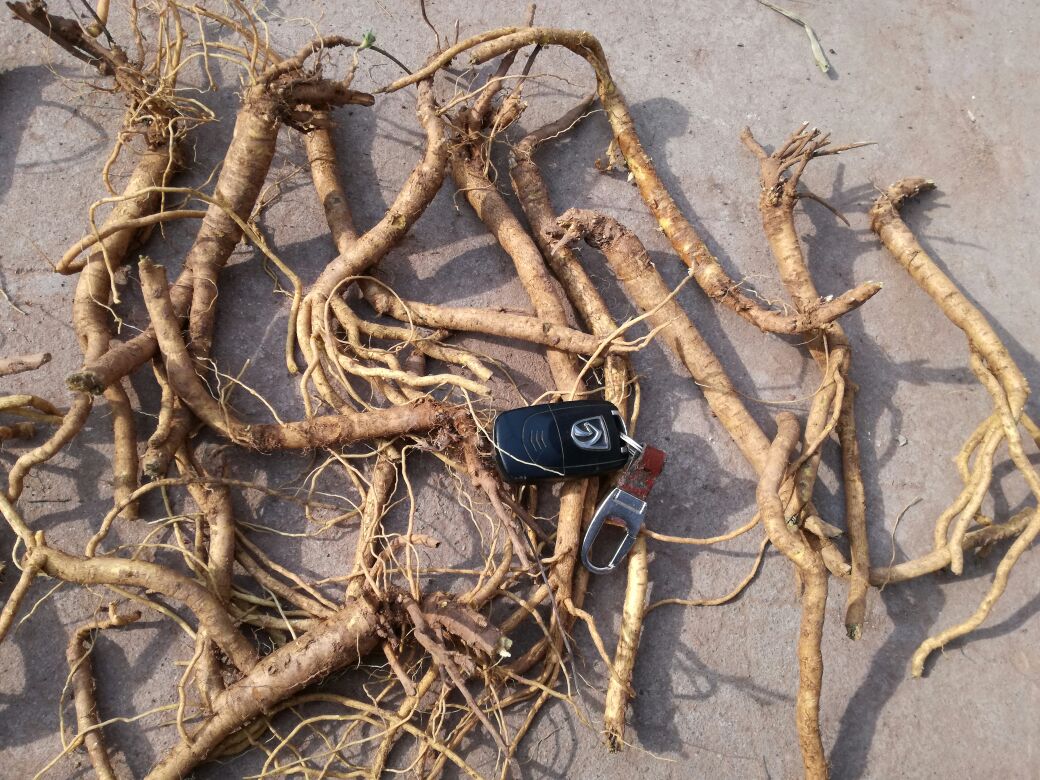 黄芩与黄连药材对比图