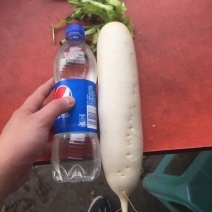 白萝卜