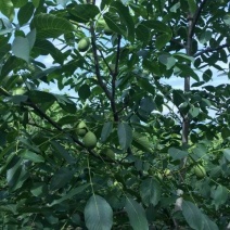 青皮核桃青皮