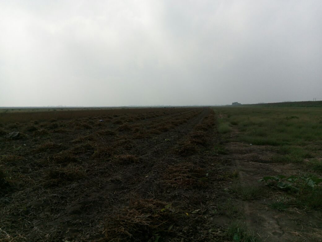 一片典型的大豆田,土壤裸露区域可见密集的一年生杂草,如马唐、稗草和苋类植物,部分大豆幼苗受到压制,叶片发黄,整体呈现杂草竞争激烈的状态 大豆田杂草群落分布示意图