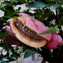 八月瓜150g以上