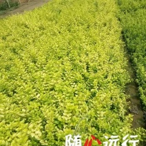 金叶女贞4cm以下