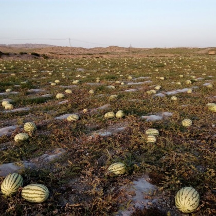 四川金城5号西瓜价格行情走势 - 一亩田