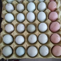 土鸡蛋食用40~50g