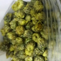 杭州白菊散装