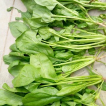 大叶菠菜20~25厘米