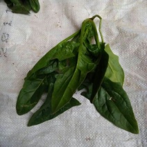 越冬菠菜20~25厘米