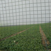 秋菠菜20~25厘米