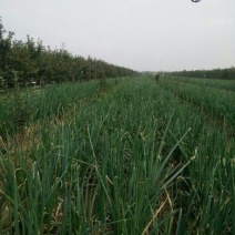 长白大葱毛葱3cm左右